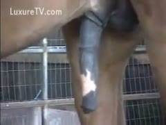 A full-sized horse is given a hardon on the ranch in a zoo film.